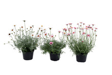 Marokkansk marguerit 12 cm - flere farver